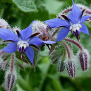 Blue Spice Basil Seeds