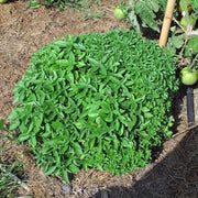 Bush Ocimum Basilicum Basil Seeds, Herbal