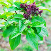 Cinnamon Basil Seeds, Herbal