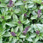 Cinnamon Ocimum Basilicum Basil Seeds, Herbal