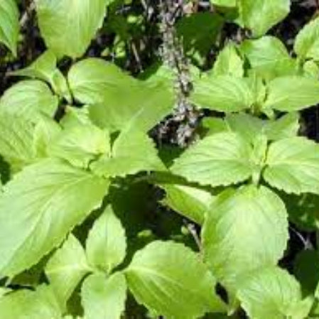 Clove Basil Seeds, Herbal