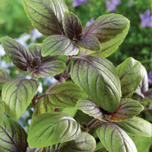 Corsican Basil Seeds, Herbal