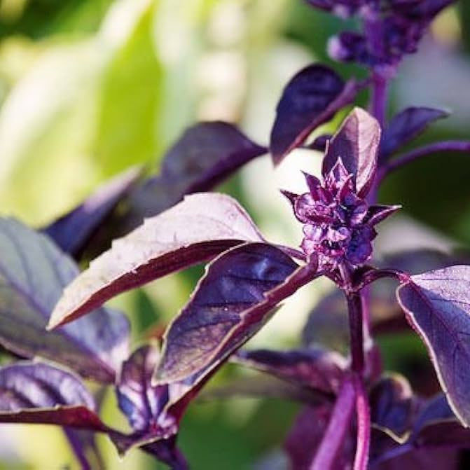 Dark Opal Basil Seeds, Herbal