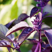 Dark Opal Basil Seeds, Herbal