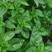 Dolce Fresca Ocimum Basilicum Basil Seeds, Herbal