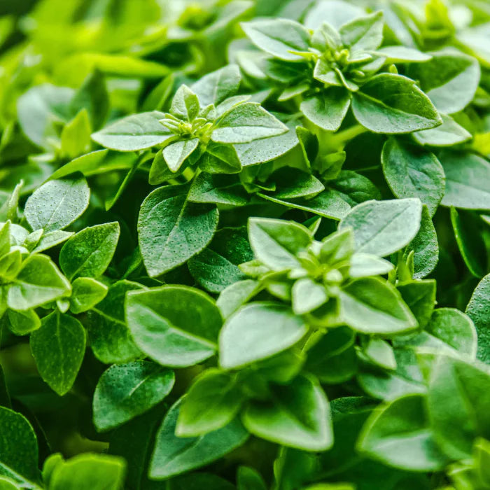 Dwarf Greek Basil Seeds, Herbal