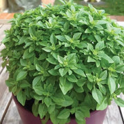 Dwarf Greek Ocimum Basilicum Basil Seeds, Herbal
