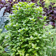 Everleaf Emerald Towers Basil Seeds, Herbal