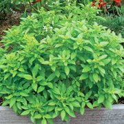 Fino Verde Basil Seeds, Herbal
