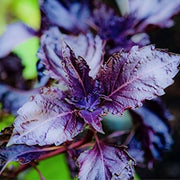 Purple Ruffles Basil Seeds, Herbal