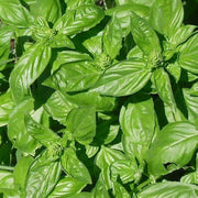 Genovese Ocimum Basilicum Basil Seeds, Herbal