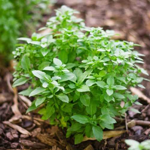 Greek Basil Seeds, Herbal