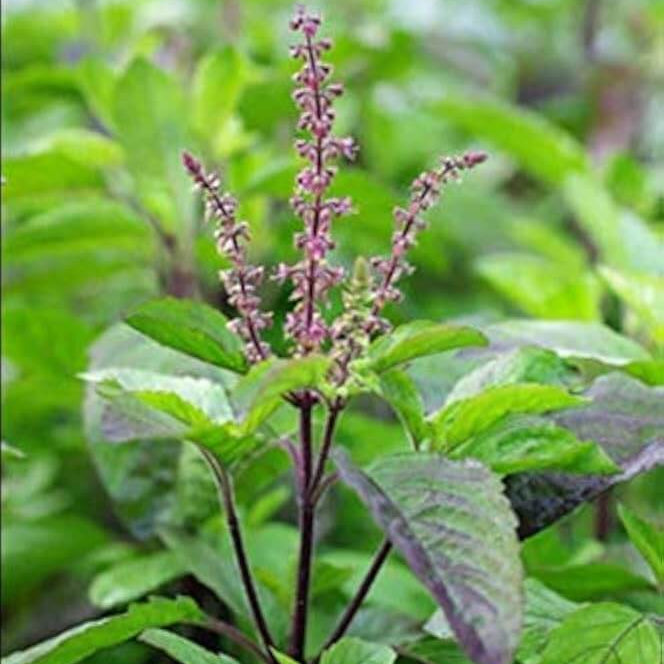 Holy Basil Sanctum Basil Seeds, Herbal