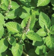 Holy Basil Ocimum Tenuiflorum Basil Seeds, Herbal