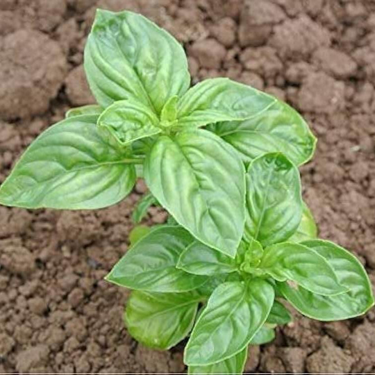 Italian Classic Ocimum Basilicum Basil Seeds, Herbal