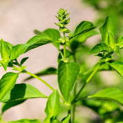 Lemon Basil Seeds, Herbal