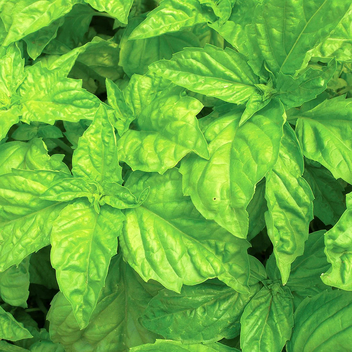 Lettuce Leaf Basil Seeds, Herbal