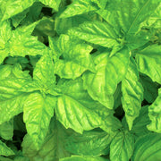 Lettuce Leaf Basil Seeds, Herbal
