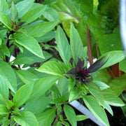 Licorice Ocimum Basilicum Basil Seeds, Herbal