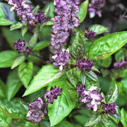 Long Bloom Basil Seeds, Herbal