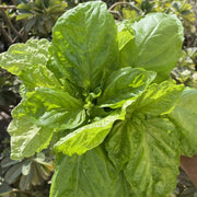 Mammoth Leaf Ocimum Basilicum Basil Seeds, Herbal