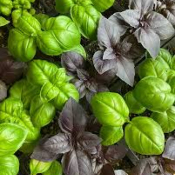 Mix Basil Seeds, Herbal