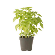 Mrs. Burns' Lemon Basil Seeds, Herbal