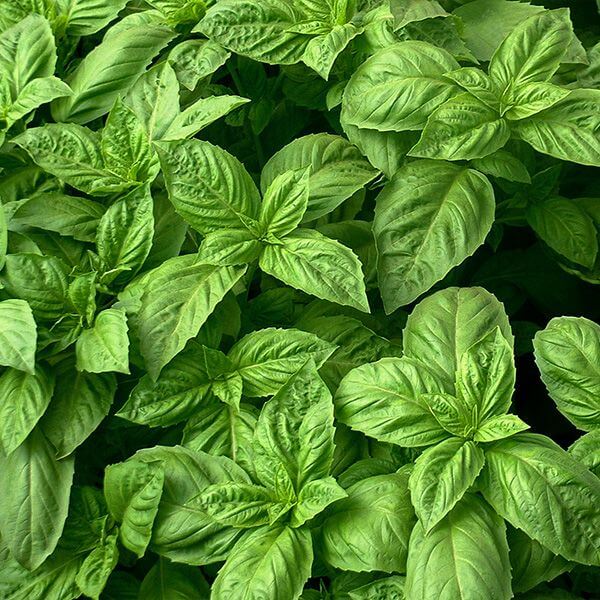Nufar Ocimum Basilicum Organic Basil Seeds, Herbal