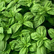 Nufar Ocimum Basilicum Organic Basil Seeds, Herbal