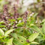 Ocimum Basilicum Basil Seeds, Herbal