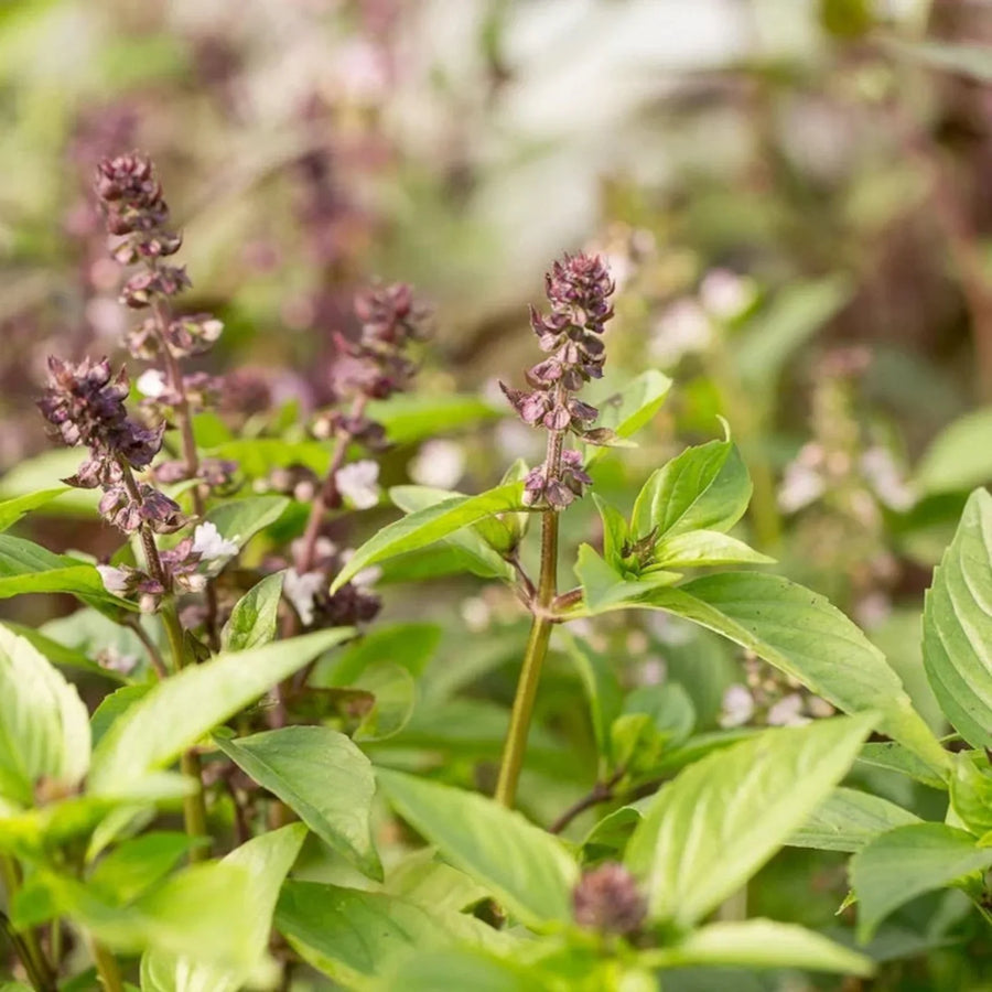 Ocimum Basilicum Basil Seeds, Herbal