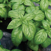 Piccolino Basil Seeds, Herbal