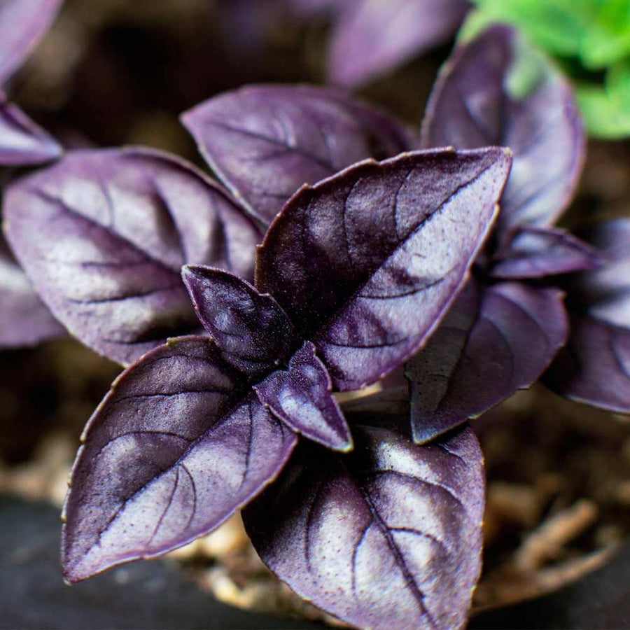 Purple Basil Seeds - Herbal Seeds