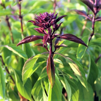 Siam Queen Basil Seeds, Herbal