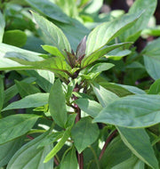 Siam Queen Thai Basil Seeds, Herbal