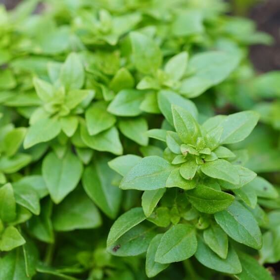 Spicy Globe Basil Seeds, Herbal