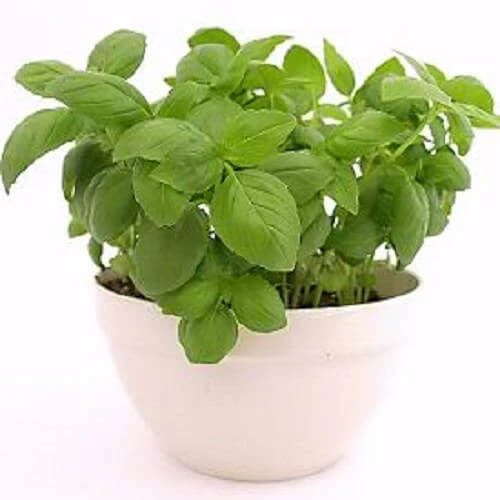 Sweet Genovese Basil Seeds, Herbal