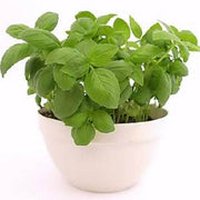 Sweet Genovese Basil Seeds, Herbal