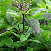 Tulsi Basil Seeds, Herbal