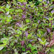Tulsi Krishna Basil Seeds, Herbal