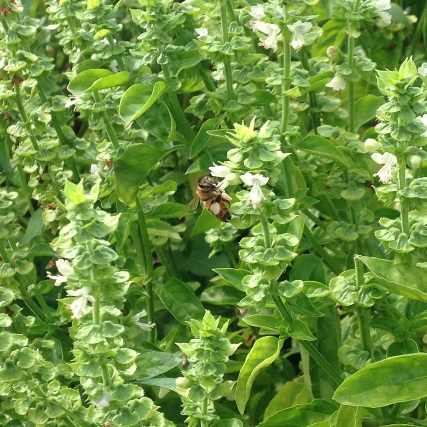 Tulsi Temperate Basil Seeds, Herbal