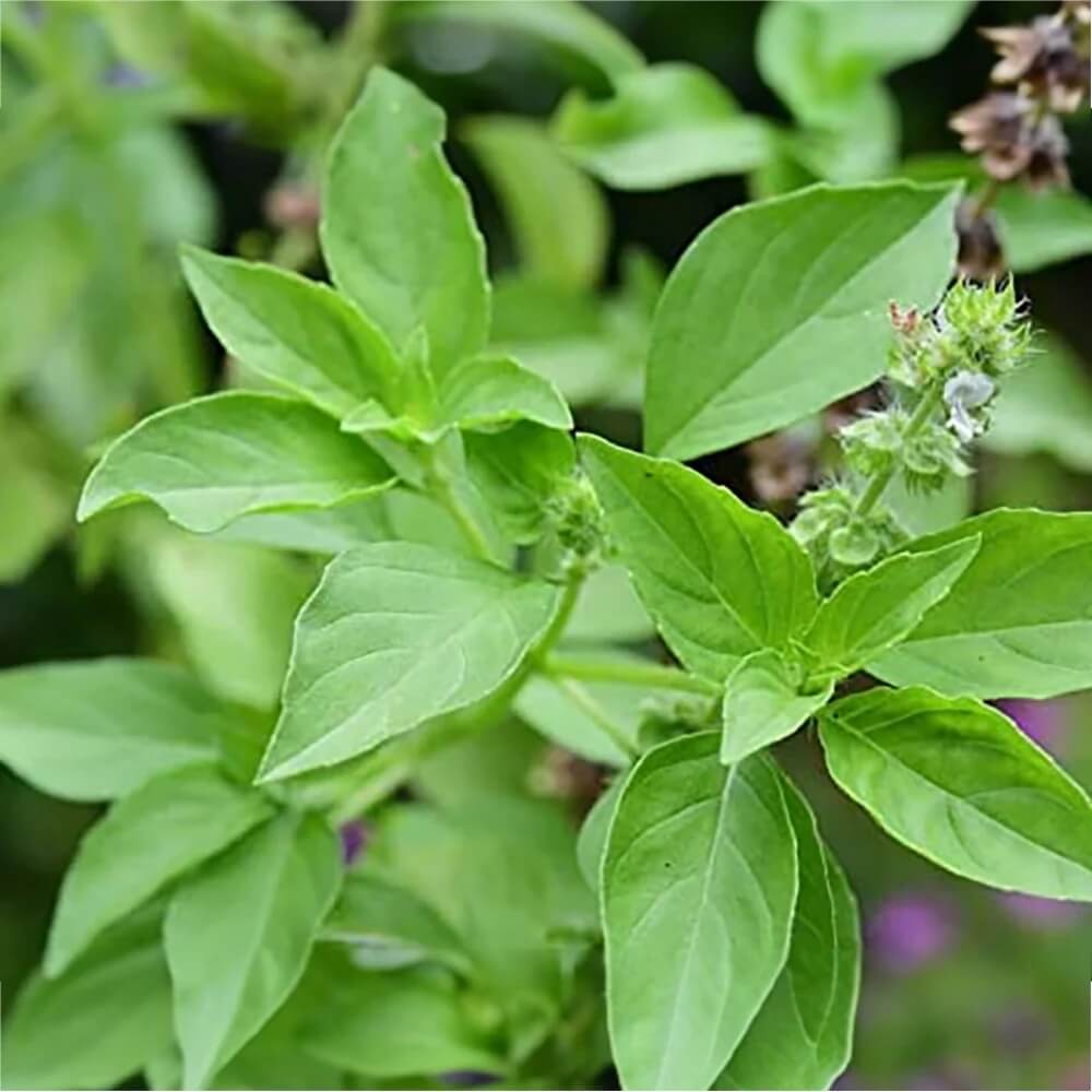Tulsi Vana Ocimum Gratissimum Basil Seeds, Herbal