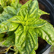 Tuscany Ocimum Basilicum Basil Seeds, Herbal