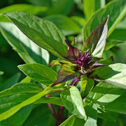 Siam Queen Basil Seeds, Herbal