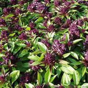 Siam Queen Basil Seeds, Herbal