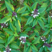 Siam Queen Thai Basil Seeds, Herbal