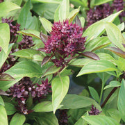 Siam Queen Thai Basil Seeds, Herbal