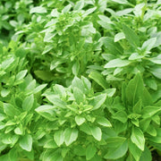 Spicy Globe Basil Seeds, Herbal