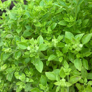 Spicy Globe Basil Seeds, Herbal