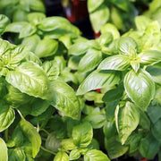 Sweet Genovese Basil Seeds, Herbal